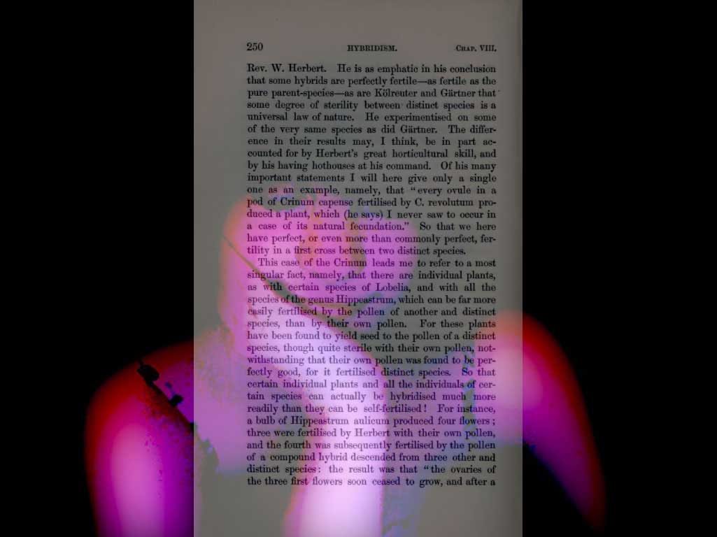 262