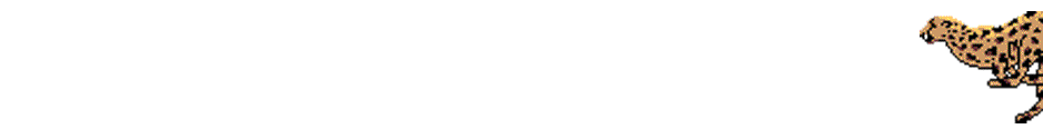 cheeta2