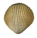 cockle