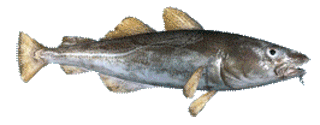 cod