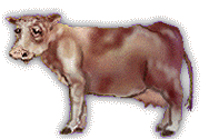 cow