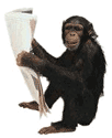 monkey1