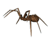 spider