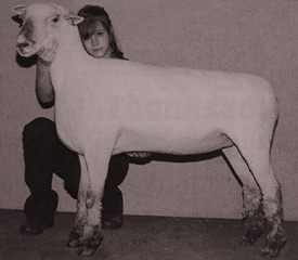 ewe